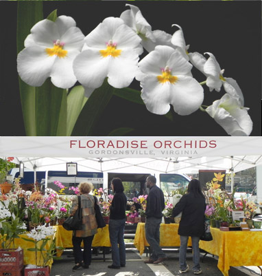 Vendor at Orchid Show