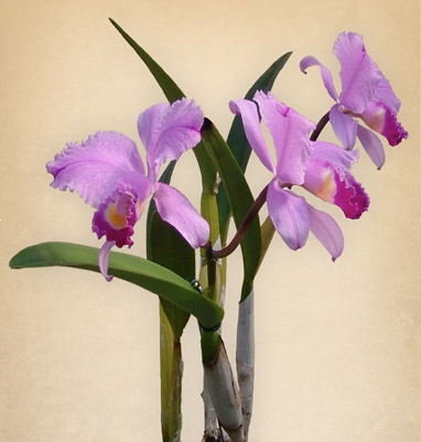 CATTLEYA