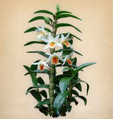 DENDROBIUM