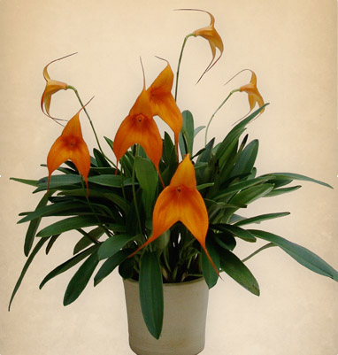 MASDEVALLIA