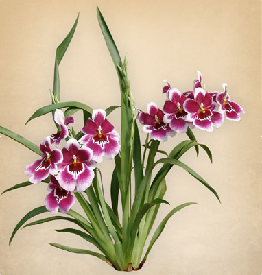 MILTONIOPSIS