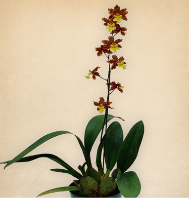 ONCIDIUM